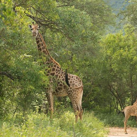 Cape Vulture Conservancy Hoedspruit Exteriér fotografie