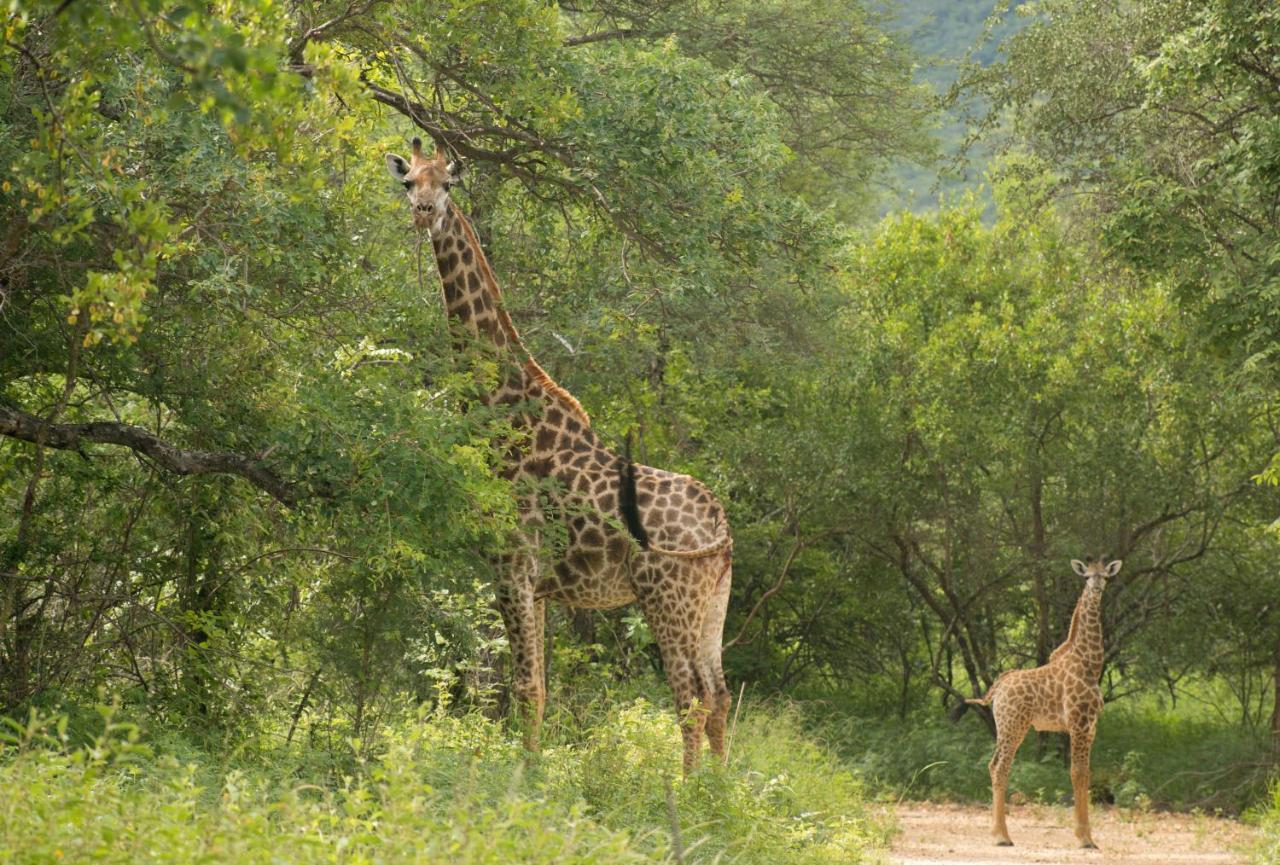 Cape Vulture Conservancy Hoedspruit Exteriér fotografie